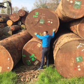 Бревна большого диаметра