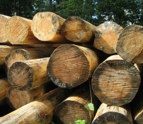 признаки некачественной древесины