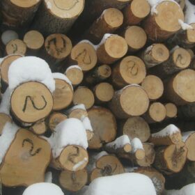 Эко-тех заготовка леса