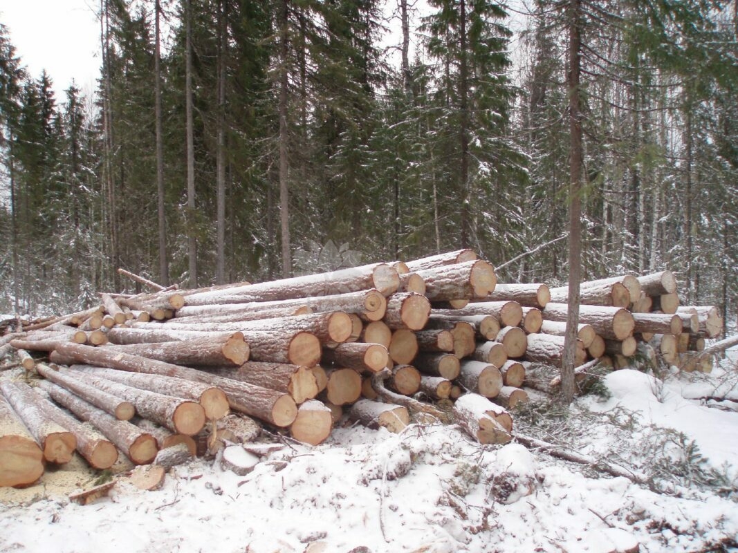 Эко-тех заготовка леса