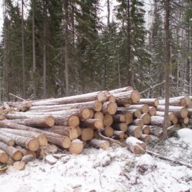 Эко-тех заготовка леса