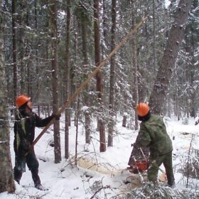 Эко-тех заготовка леса